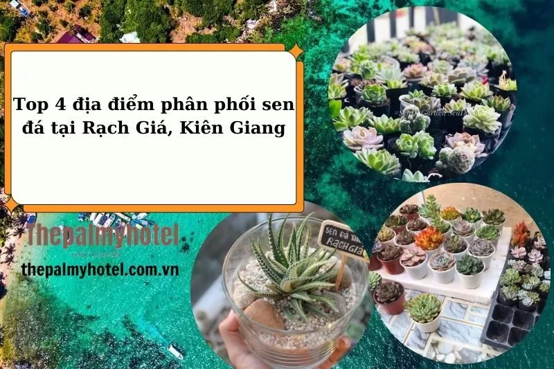 Top 4 địa chỉ Mua Sen Đá Kiên Giang uy tín giá rẻ nhất 2025